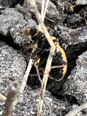 Hippodamia tredecimpunctata