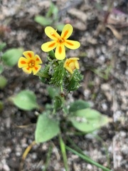 Zaluzianskya divaricata