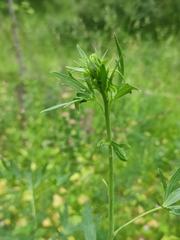 Delphinium cuneatum