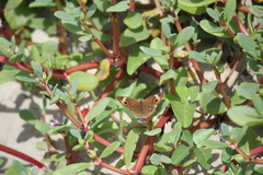 Junonia neildi varia