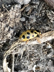 Hippodamia tredecimpunctata