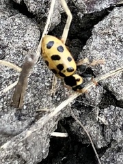 Hippodamia tredecimpunctata