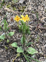 Zaluzianskya divaricata