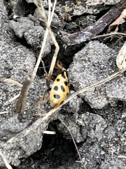 Hippodamia tredecimpunctata