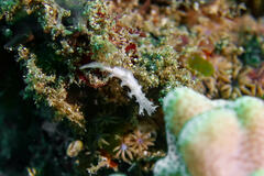 Tritoniopsis elegans
