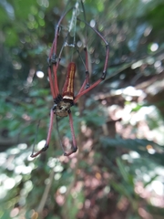 Nephila