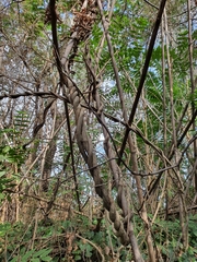 Celastrus orbiculatus