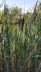 Typha angustifolia