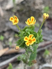 Zaluzianskya divaricata