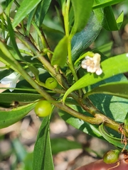 Myoporum acuminatum