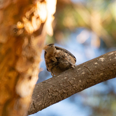 Sitta europaea