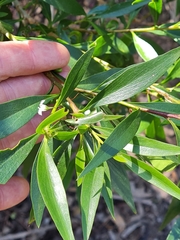 Myoporum acuminatum