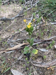 Zaluzianskya divaricata