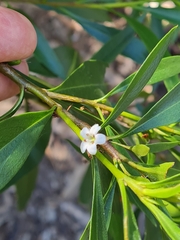 Myoporum acuminatum