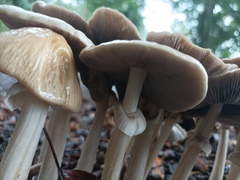 Agrocybe rivulosa