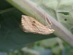 Evergestis forficalis