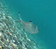 Trachinotus ovatus