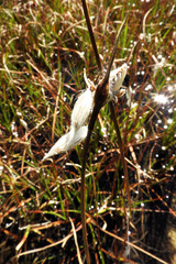 Eriophorum