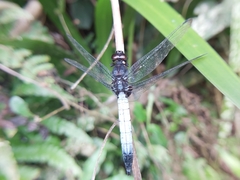 Orthetrum triangulare