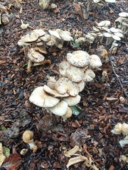 Agrocybe rivulosa