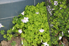 Oxalis incarnata
