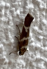 Scythris trivinctella