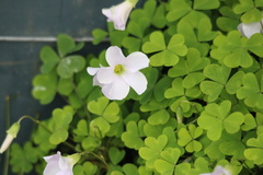 Oxalis incarnata