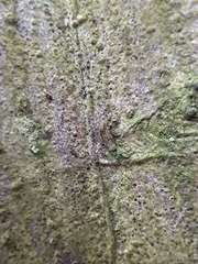 Lecidella elaeochroma