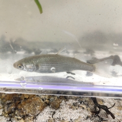 Mugilidae