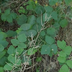 Alliaria petiolata