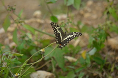 Papilio demodocus