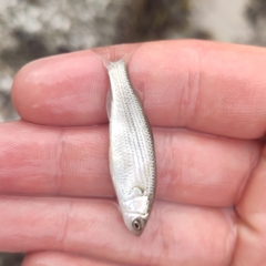 Mugilidae