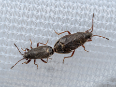 Stygnocoris rusticus