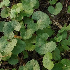 Alliaria petiolata