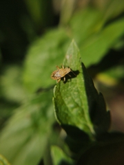 Stictopleurus abutilon