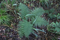 Leptopteris hymenophylloides