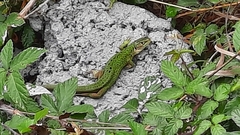 Lacerta bilineata