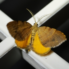 Mellilla xanthometata