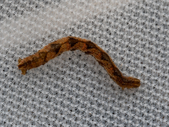 Eupithecia succenturiata