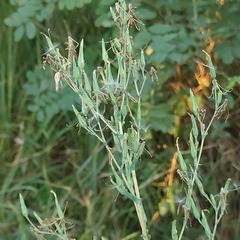Lactuca serriola