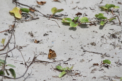 Junonia neildi varia