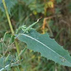 Lactuca serriola