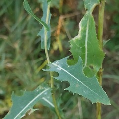 Lactuca serriola