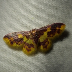 Lophosis labeculata