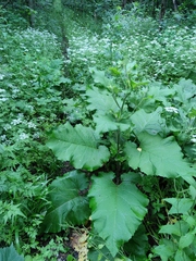 Arctium nemorosum