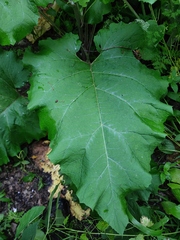 Arctium nemorosum