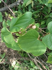 Dioscorea