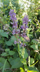 Salvia verticillata
