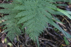 Leptopteris hymenophylloides