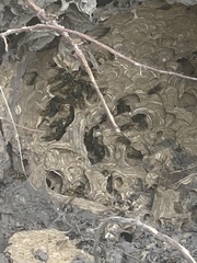 Vespula vulgaris